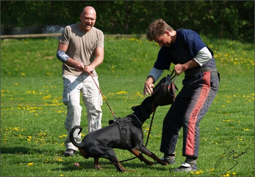 Dogs in training 5/2008